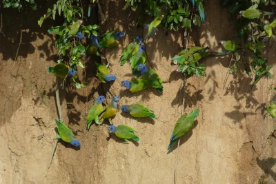 loritos