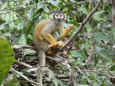 monito
