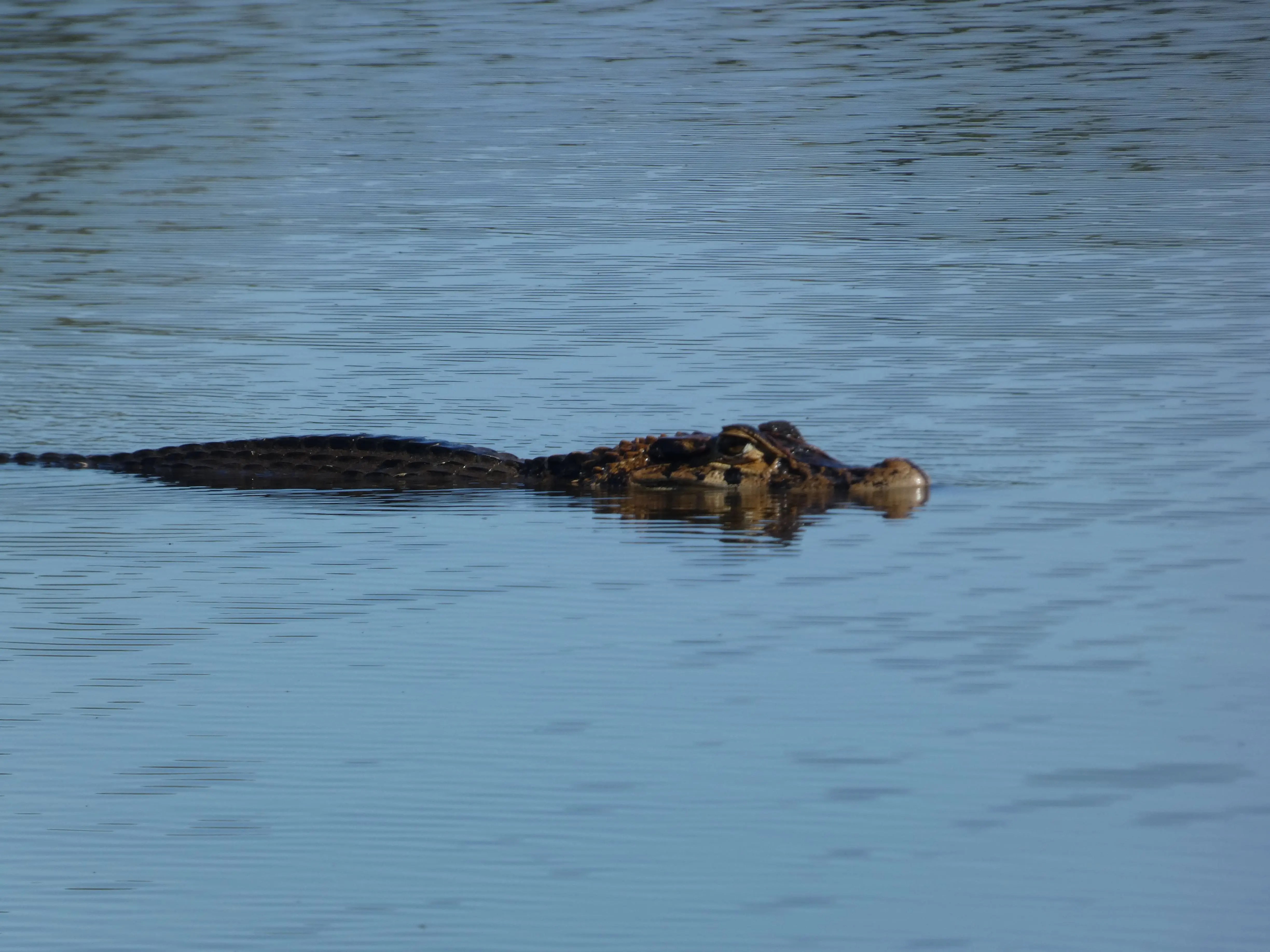 caiman negro es uno de los reptiles mas grandes de la amazonia y habita en lagos y pequeñas cochas. melanosochuss niger nombre cientifico. una especie que se encuentra en peligro de extinción. su dieta principal son peces, aves acuaticas y mamiferos y