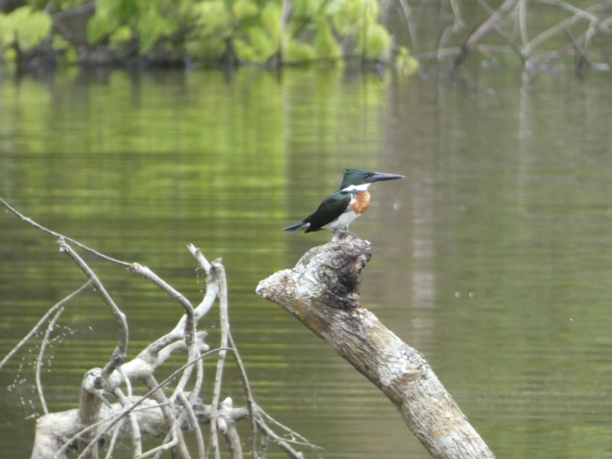 Pajaro