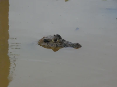 Caiman