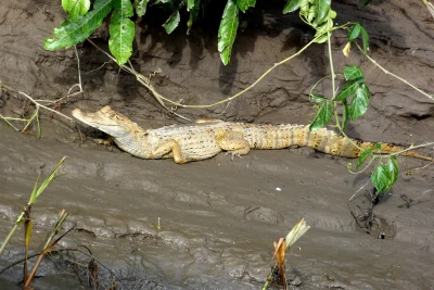 Aligator en tambopata