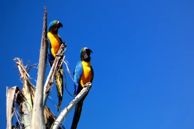 Guacamayo Azul Amarillo