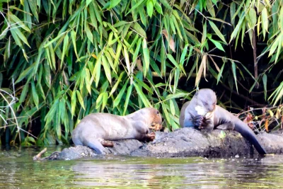 Nutria
